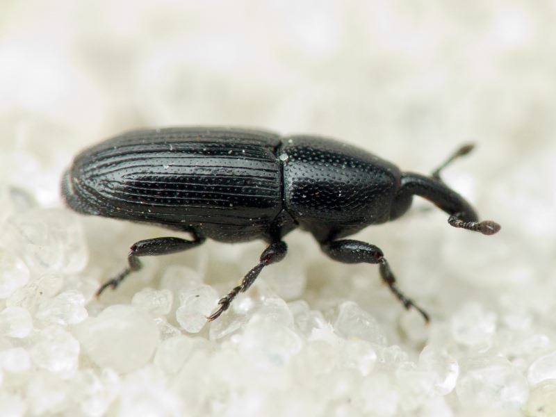 Labiaticola melas (Boheman, 1836)